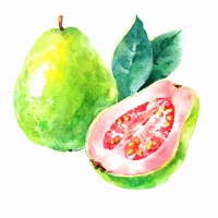 A Fat Guava, Llc