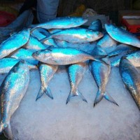 Fish Lovers logo - Similar company to Inside/Out Media Consultancy