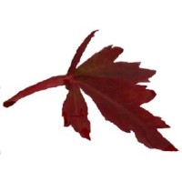 Maple Street Consulting LLC logo - Similar company to Maple Street Advisors