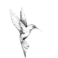 Hummingbird Electric Vehicle Consulting Inc. logo - Similar company to Casas Global Solutions