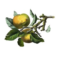 Pomona cider logo - Similar company to Decideret