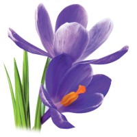Prairie Crocus Rural Internet logo - Similar company to Spyr Network