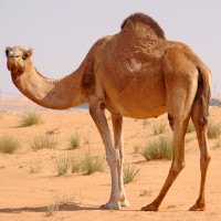 camelCase logo - Similar company to Camelcase