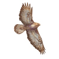 LAGAP logo - Similar company to Associazione Praxis