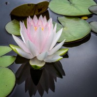 Mindfullness logo - Similar company to Nirvana Life Path