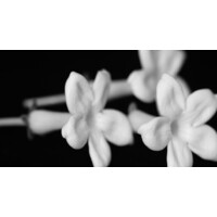 Arcadia Floral Company logo - Similar company to Pops Therapeutics, Llc