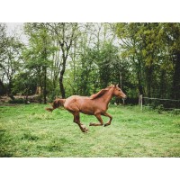 Horse Clicks logo - Similar company to Packaged Sounds Group