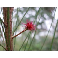 Stewart Garden Pty Ltd logo - Similar company to Bioscope Environmental