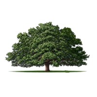 Living Tree Financial Group