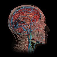 AnatomyX logo - Similar company to Arthromodel
