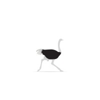 The Ostrich
