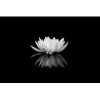 Lotus Realty logo - Similar company to Uj Hostel (Uncle James Hostel)