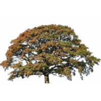 Oakfield Psychological Services logo - Similar company to Meadows Care