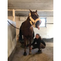 LL Hesteterapi logo - Similar company to Urmove