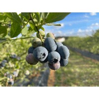 VALLE de Santa Cristina - Organic Blueberry logo - Similar company to Termofeira Construction