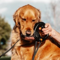 TailChasers® logo - Similar company to Lore Mighty Mushrooms