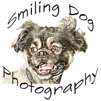 Smiling Dog Photography