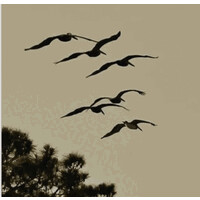 Soar High Together