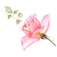 The English Ladies Co logo - Similar company to Couture Kingdom