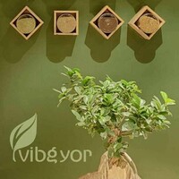 Vibgyor Agro Commodities Pvt Ltd logo - Similar company to Raizen Commodities