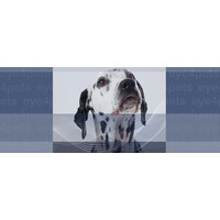 Eye4Pets logo - Similar company to Forix Groep