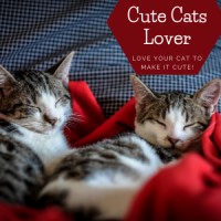 Cute Cats Lover logo - Similar company to Islam