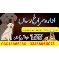 ARMY DOG CENTER ABBOTTABAD 03018665280 logo - Similar company to Hotel City Center Abbottabad