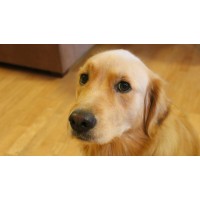 A Dog logo - Similar company to A-Dog