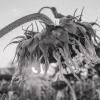 Burnout logo - Similar company to Burnout-Zero