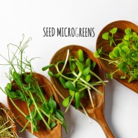 Seed Microgreens logo - Similar company to Marble Property Services Ltd