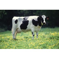 Parkash Dairy Karnal (Haryana) logo - Similar company to Bharat Organics And Dairy Products