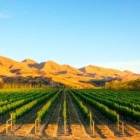 New Zealand Wines Online logo - Similar company to Mr.Wheeler Wine