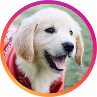 Dogs Of Uga