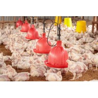 Kiowanexus Poultry Farm logo - Similar company to Willow Tree Poultry Farm