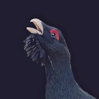 Nevaberry logo - Similar company to Wezag Gmbh & Co. Kg