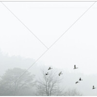 NEBESYS logo - Similar company to Amplla