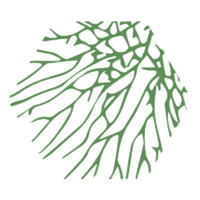 Fungi to Bee logo - Similar company to Peruart