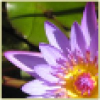 The Lotus Community