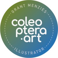 Coleoptera Art