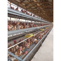 DEBOWALE FARMS LIMITED logo - Similar company to Marvy Agric Solutions