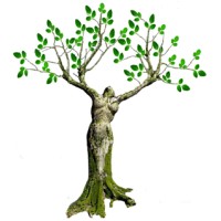 Moringa Oleifera logo - Similar company to Me Moringa For Life