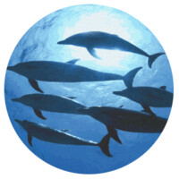 XSCALE Alliance logo - Similar company to Agile Meridian