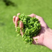 The European Duckweed Network logo - Similar company to Planet Duckweed