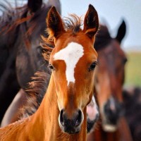 Cloud Gaming logo - Similar company to The Cloud Gaming