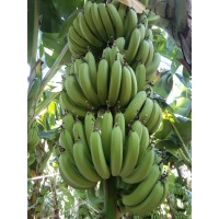 EISHO YINONGTE logo - Similar company to Gc Fruit Import Export Sl