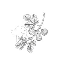 Juniper & Fig Ltd. logo - Similar company to Organic Interiors