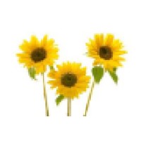 Sunflower Events & Media