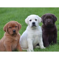 Labrador Data Retrieval LLC logo - Similar company to Technical Intelligence Solutions, Llc (We'Re Hiring!)
