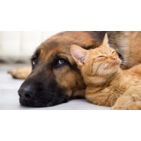 iHome PET Health Care Project logo - Similar company to Laboratorium Dermapharm