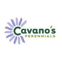 Cavano'S Perennials, Inc.